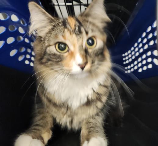 Arete - Female - Domestic LH