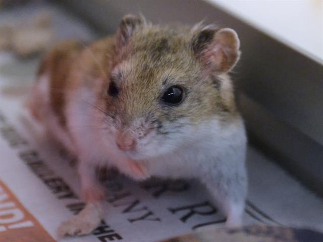 Stewie - Male - Siberian