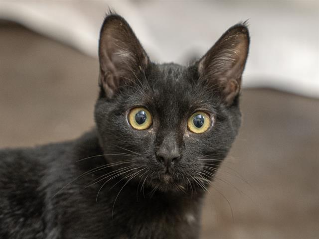 Vincent Vega - Male - Domestic SH