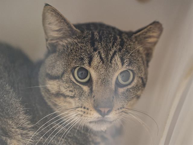 Tiger - Male - Domestic SH