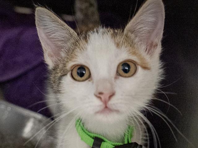 Marie - Female - Domestic SH