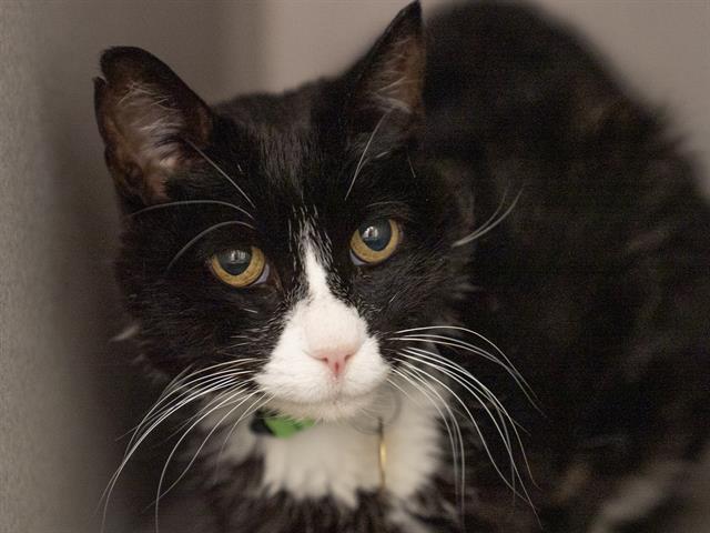 Mamma Jamma - Female - Domestic SH