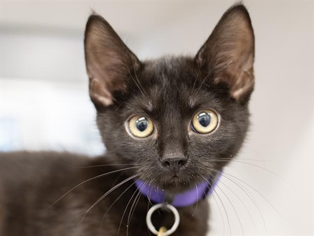 Pesto - Male - Domestic SH