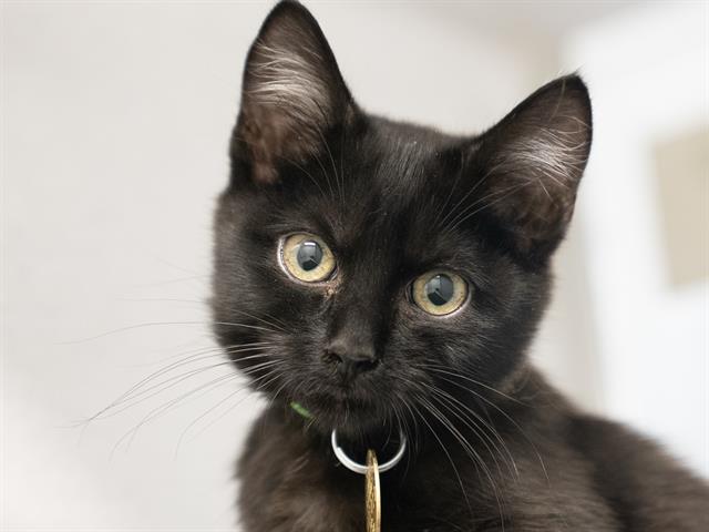 Trix - Female - Domestic SH
