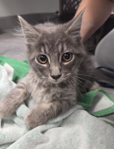 Melody - Female - Domestic SH