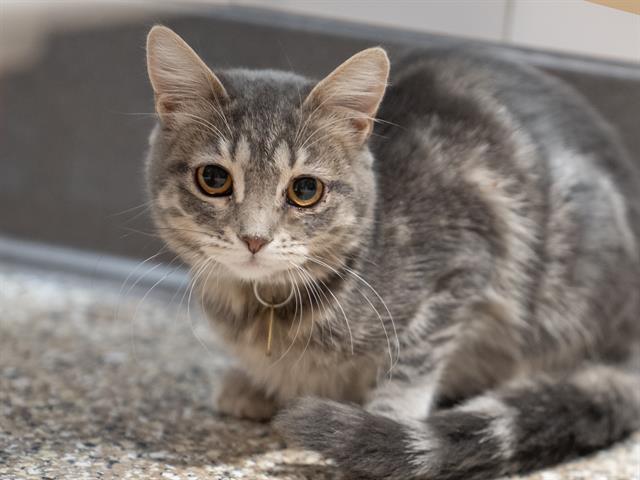 Desdemona - Female - Domestic SH