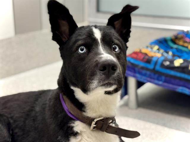Loco - Male - Border Collie-Siberian Husky