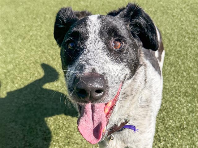Buster - Male - Australian Kelpie-Australian Cattle Dog