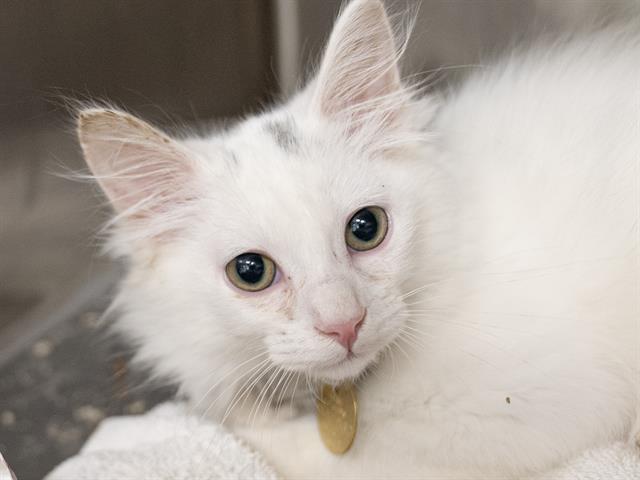 Albert - Male - Domestic MH