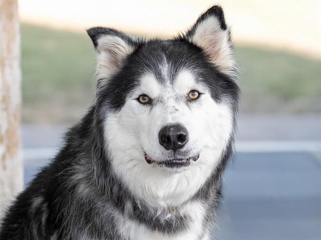 Bruce - Male - Alaskan Malamute