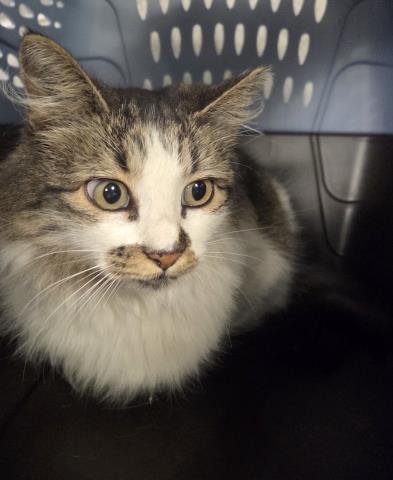 Rose - Female - Domestic MH