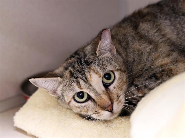 Violet - Female - Domestic SH