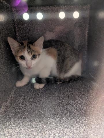 Dust Pan - Female - Domestic SH