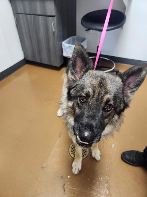 Gremlin - Male - German Shepherd