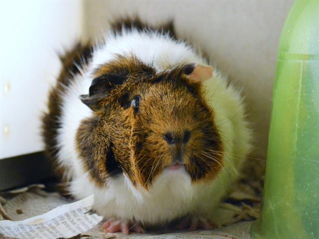 Puffy - Female - Guinea Pig