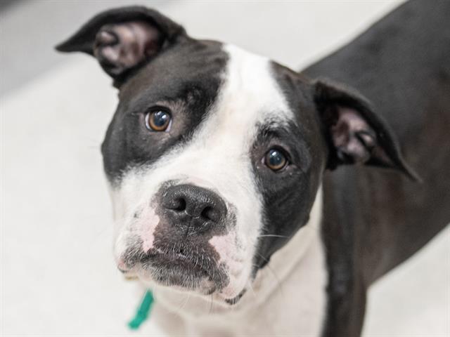Lucy - Female - Boxer-Mix