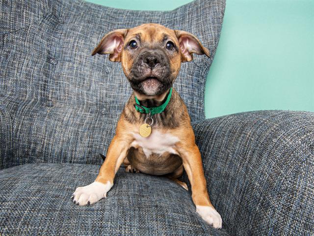 Chip - Female - Pit Bull-Mix