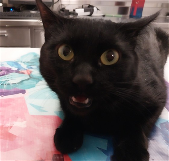 Dorothy - Female - Domestic SH