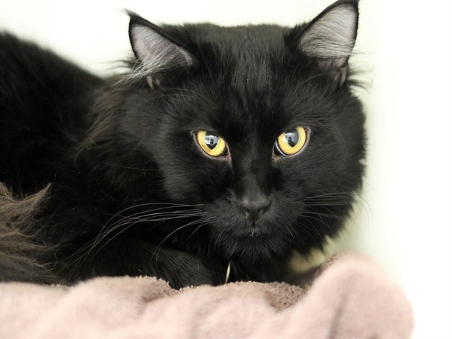 Chester - Male - Domestic MH