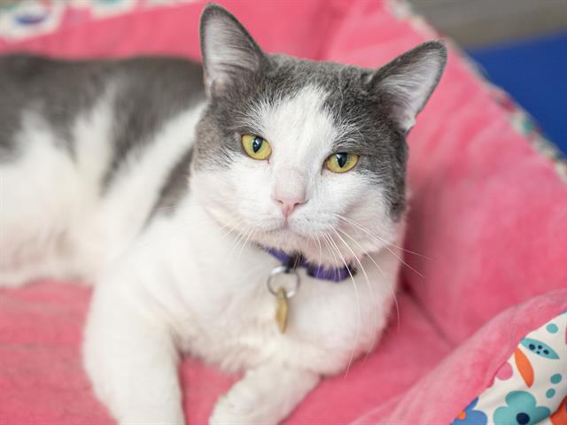Burrito - Male - Domestic SH