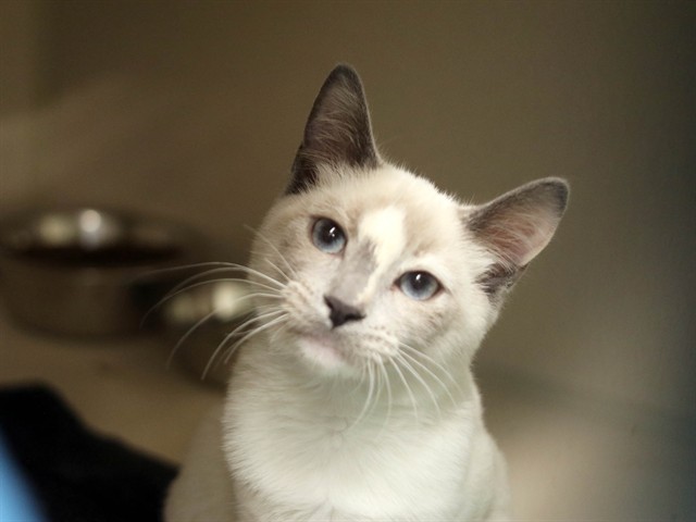 Caley - Female - Domestic SH