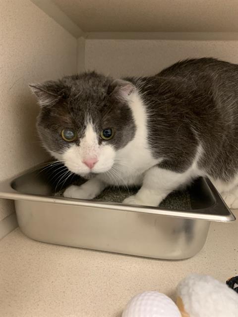 Murphy - Male - Domestic SH