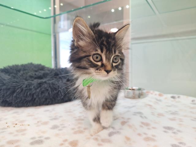 Pom Pom - Female - Domestic LH