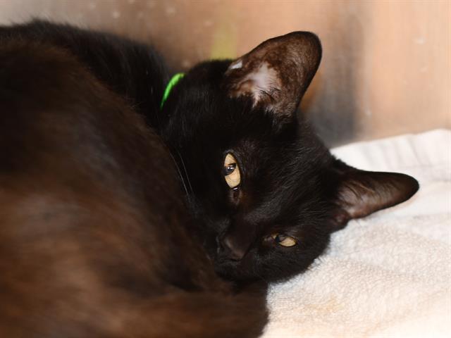 Boots - Female - Domestic SH