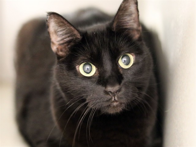 Cc - Female - Domestic SH