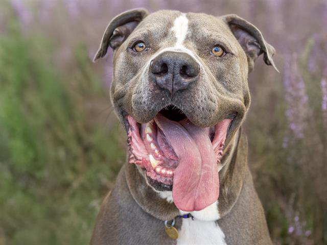 Kai - Male - Pit Bull