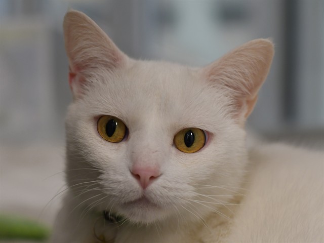 Biss - Female - Domestic SH