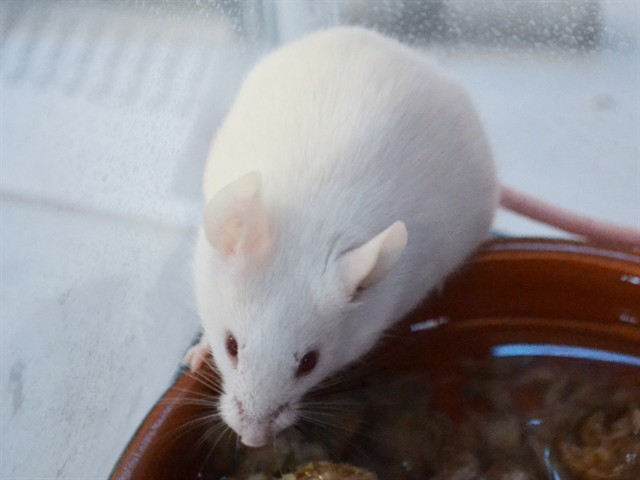 Boogie - Female - Mouse