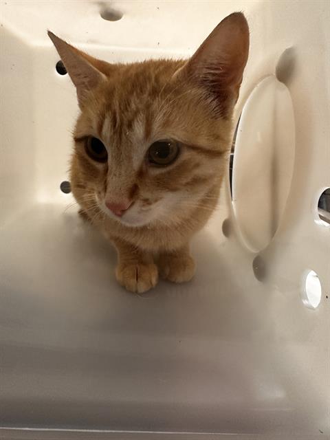 Valkyrie - Female - Domestic SH