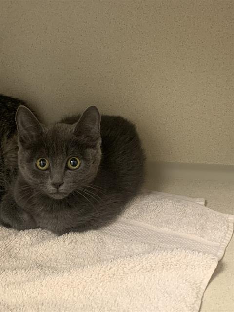 Dusty - Female - Domestic SH