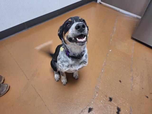 Oscar - Male - Australian Cattle Dog
