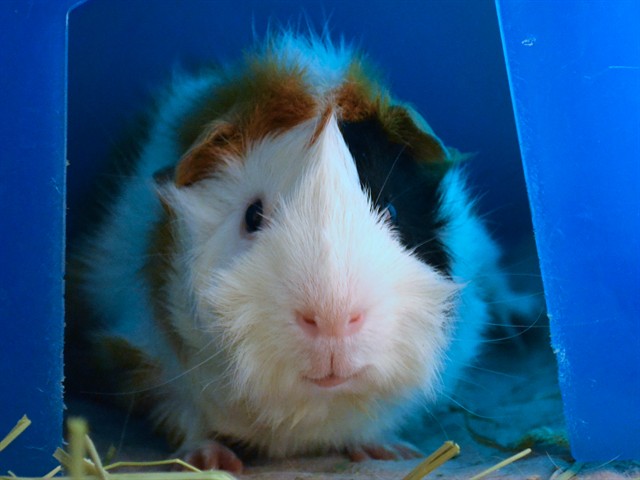 Earl - Male - Guinea Pig