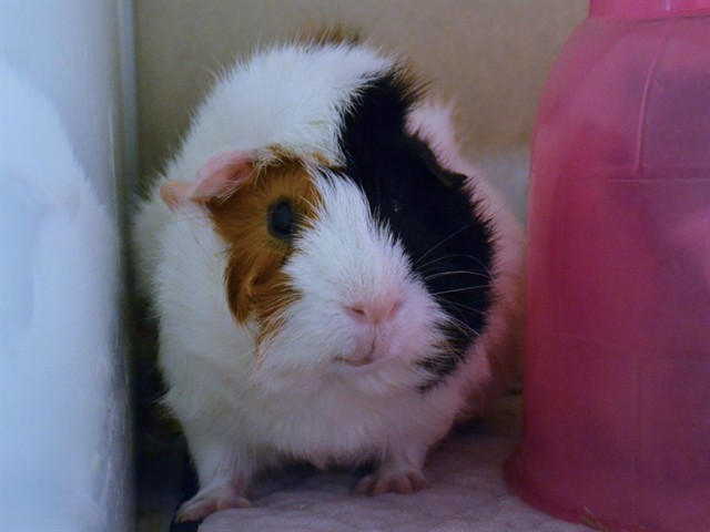 Tyler - Male - Guinea Pig