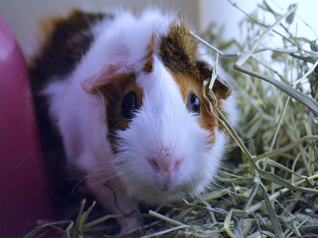 Taco - Male - Guinea Pig