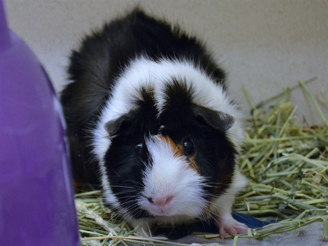Jane - Female - Guinea Pig