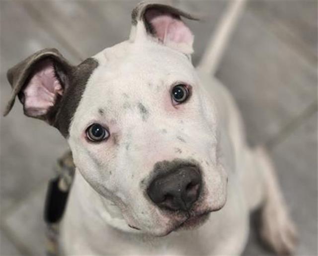 Caerus - Male - Pit Bull