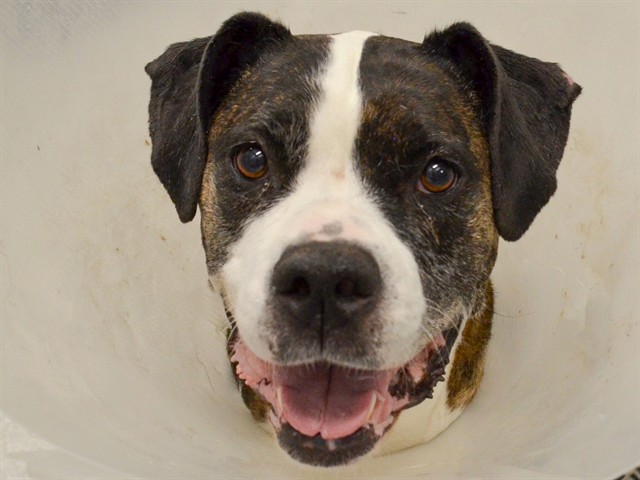Moana - Female - Boxer-Mix