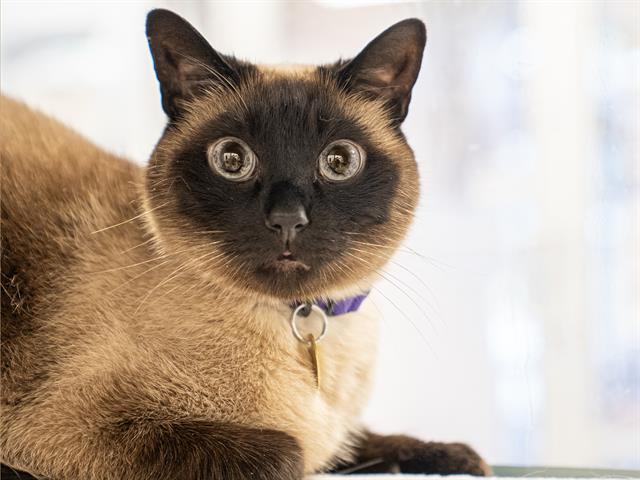 Oberon - Male - Domestic SH