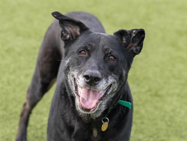 Nala - Female - Nonspecific