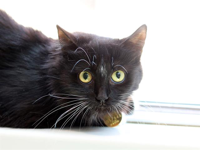 Fluffy - Female - Domestic SH