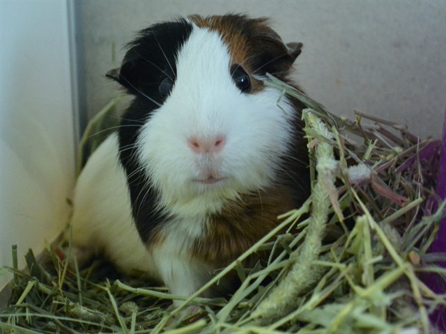 Delilah - Female - Guinea Pig