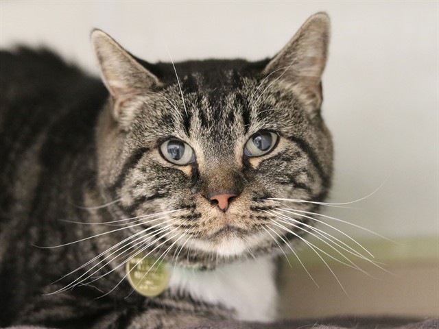 Lexi - Female - Domestic SH