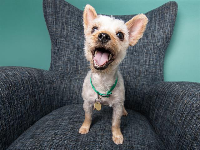 Trixie - Female - Yorkshire Terrier