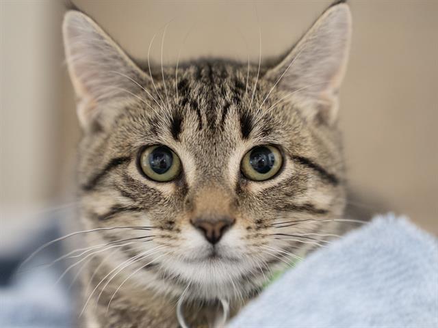 Purrl - Female - Domestic SH