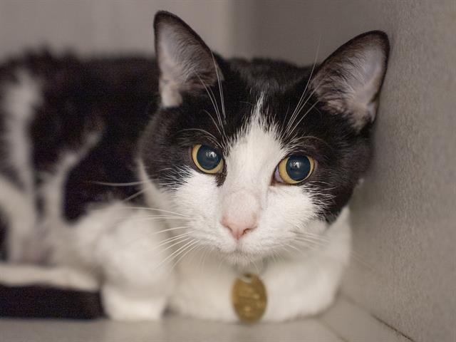 Eleanor - Female - Domestic SH