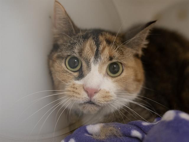 Zuzu - Female - Domestic SH
